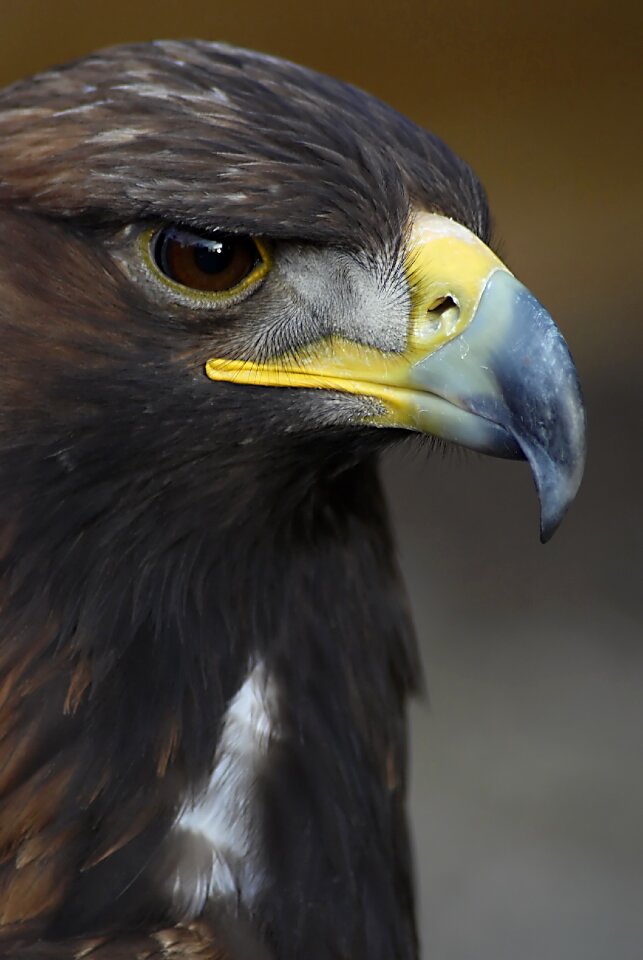 Bird beak