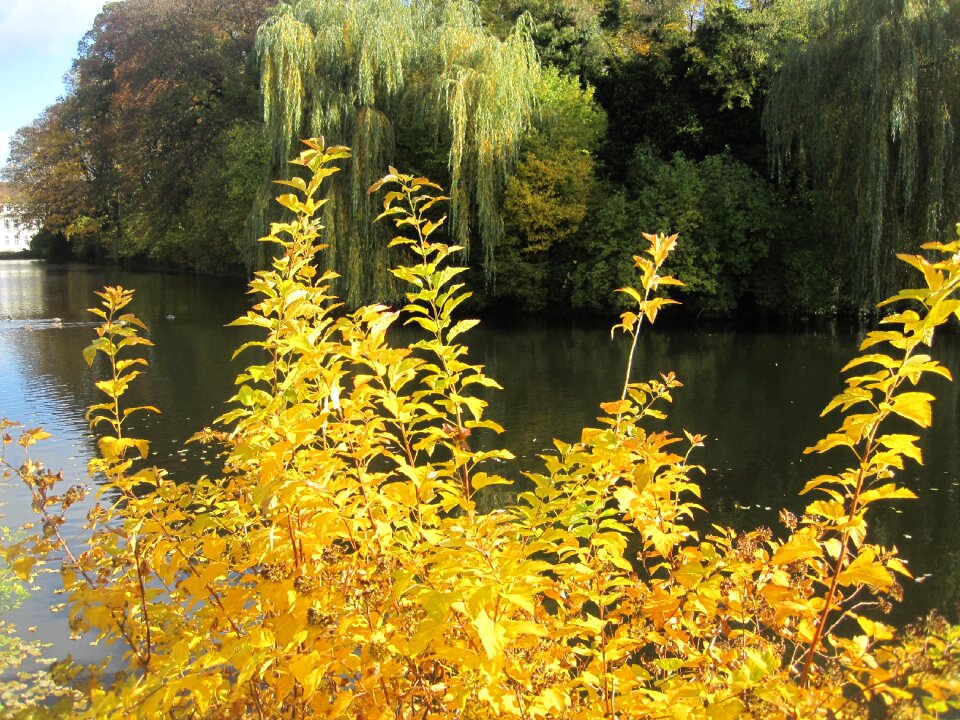 Fall color pond nature
