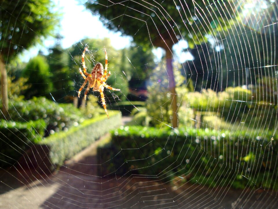 Spin web nature