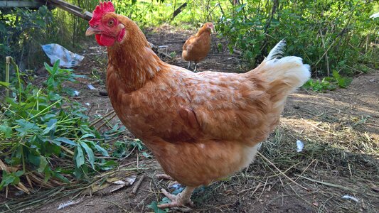 Chicken poultry egg