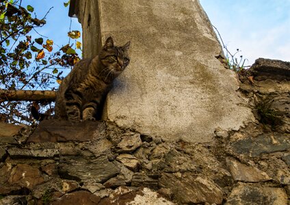 Autumn pet out