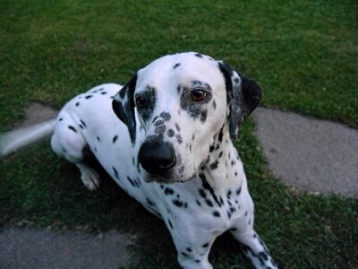 Dog dalmatians white black