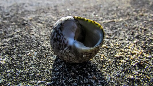 Wildlife seashell