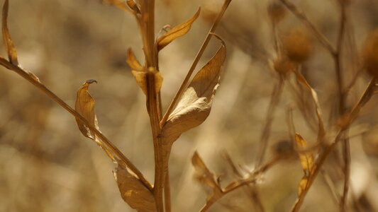 Dried arid brown photo