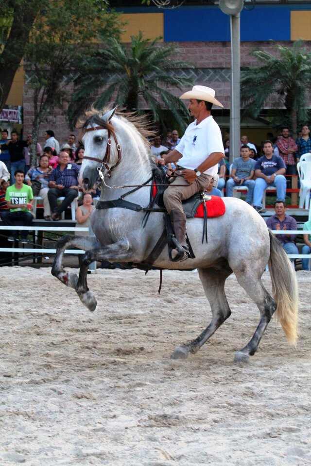 Party animal colt
