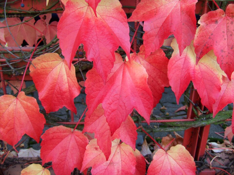 Red colors of autumn change