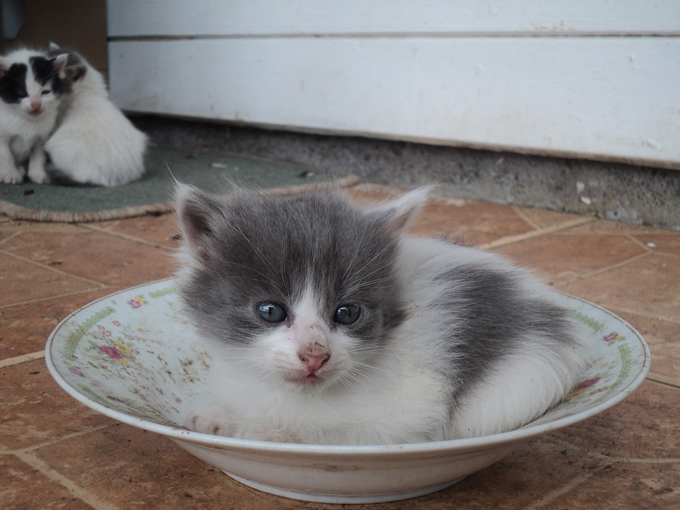 Feline kitty mammal