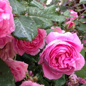 Flowers nature
