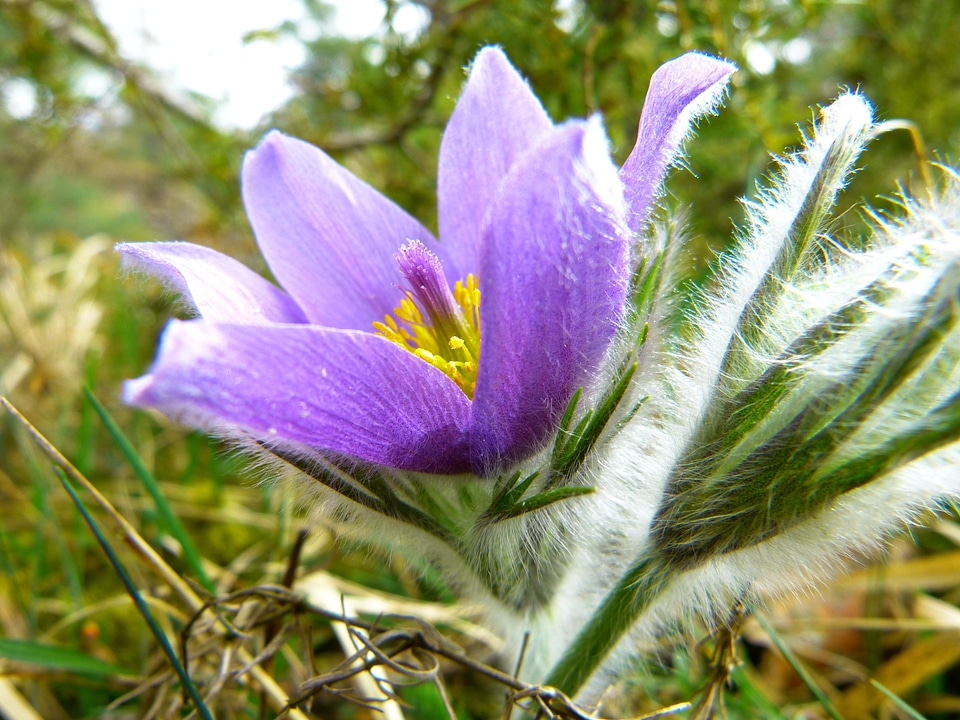 Hahnenfußgewächs dry plant flower