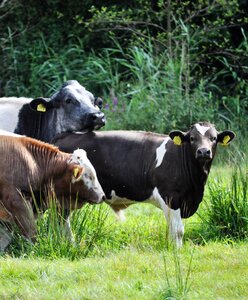 Cow oxen landscape photo