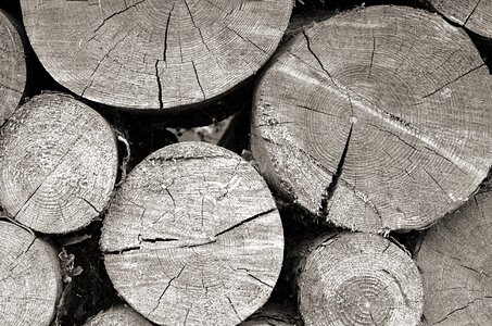 Strains tree trunks timber