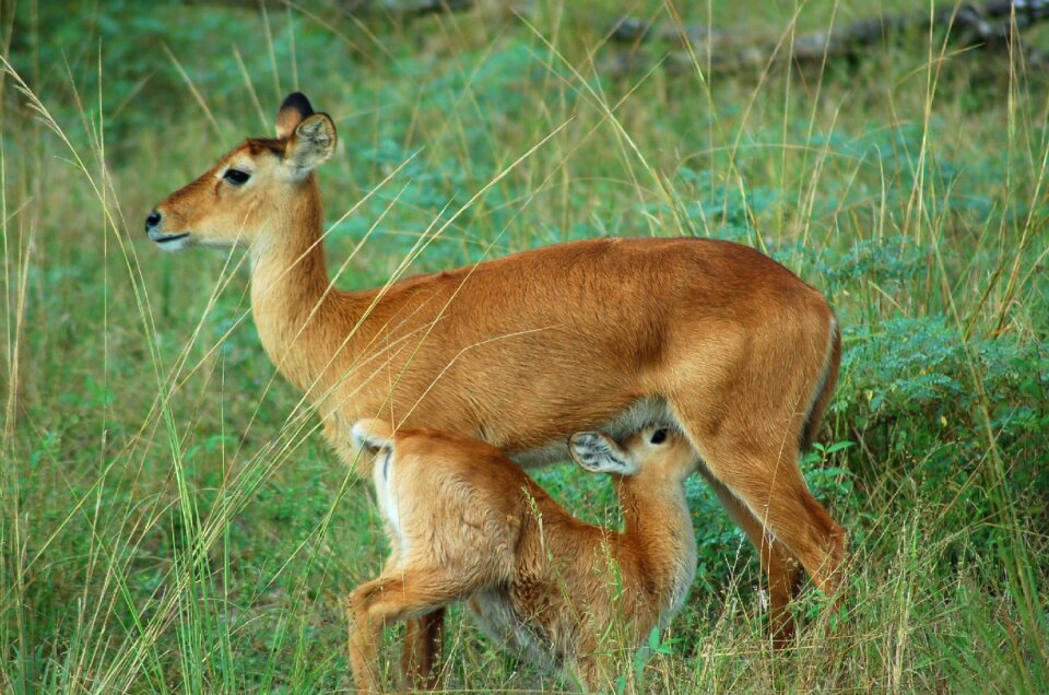Nature safari wilderness