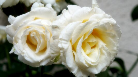 White flourishing roses