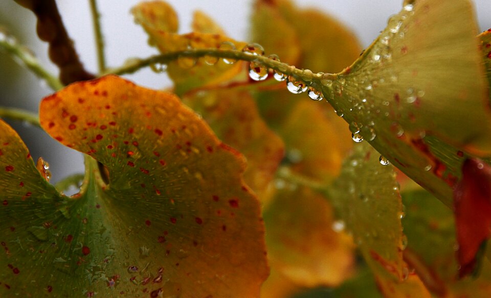Leaves rain drop