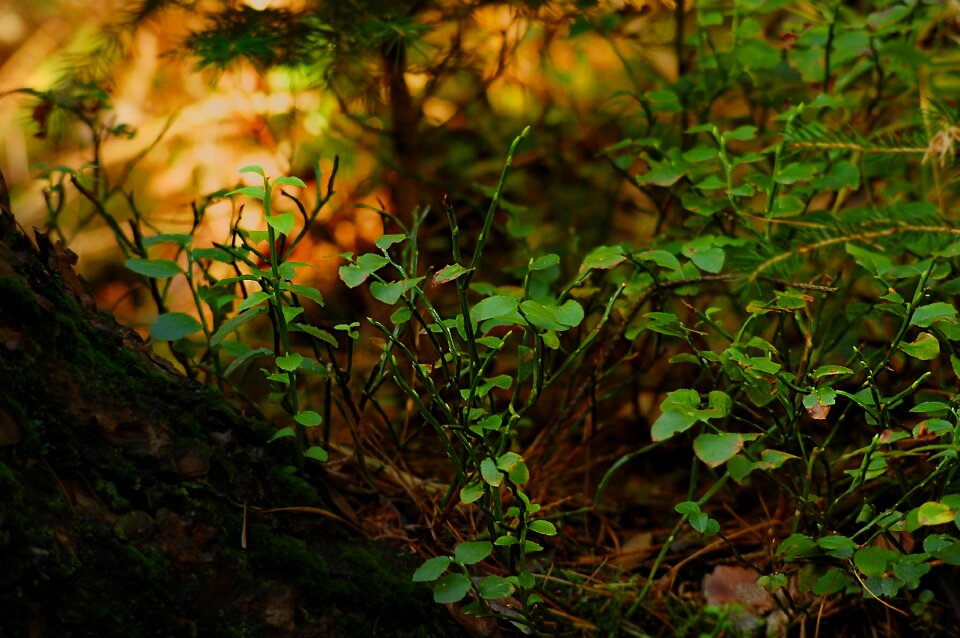 Green planting forest floor with tree root