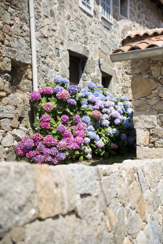 Village corsican pierre