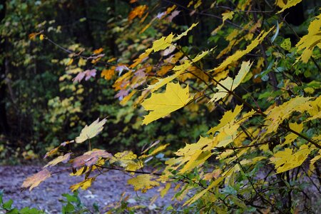 October yellow leaves