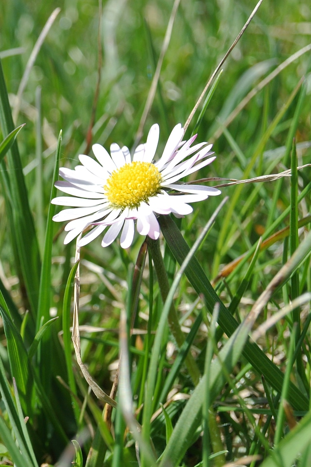 Bloom grass nature
