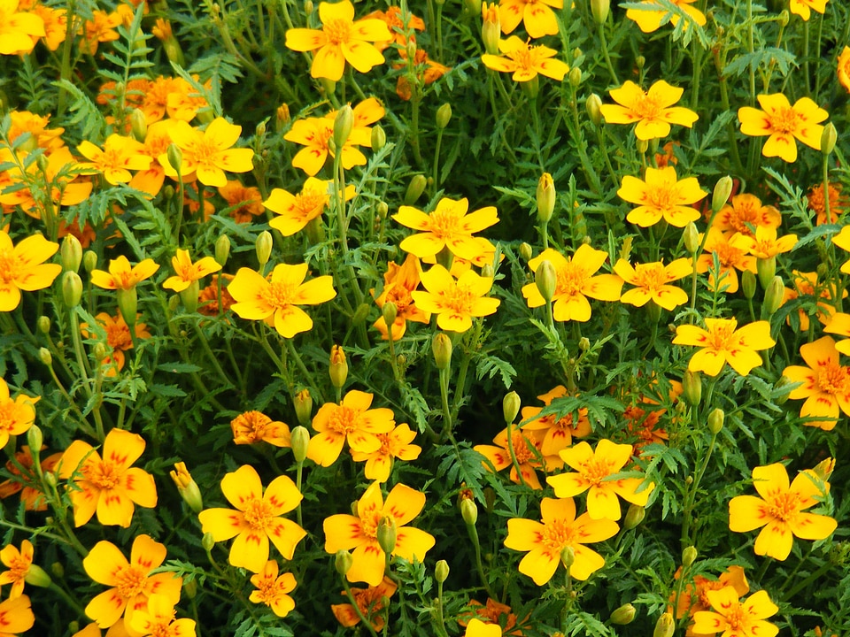 Floral plants natural