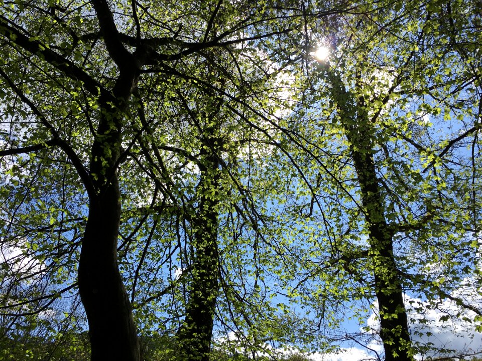 Landscape green leaves