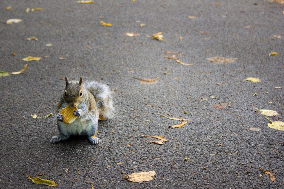 England gardens squirrel
