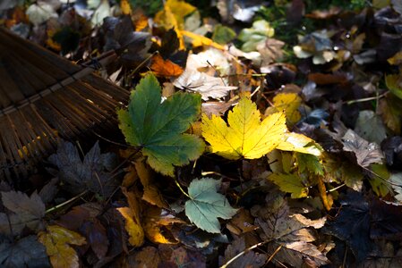 Leaf nature work