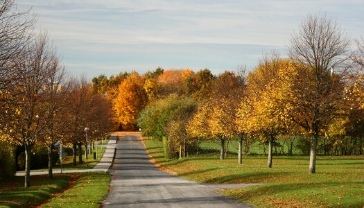 Allé road trees