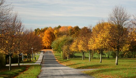 Allé road trees photo