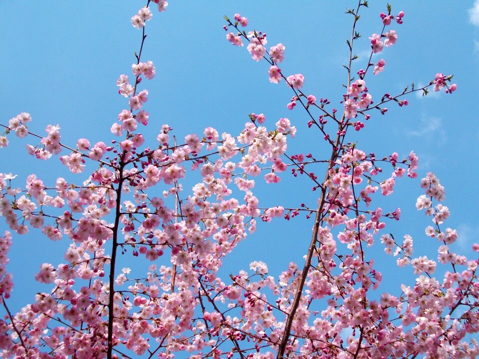 Landscape beauty garden