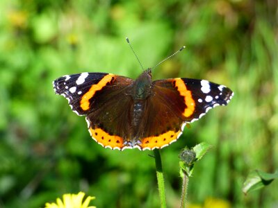 Butterfly vulcan vanessa atalanta