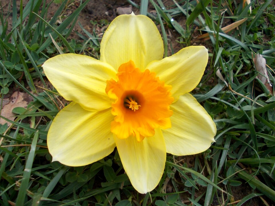 Macro spring flowers nature