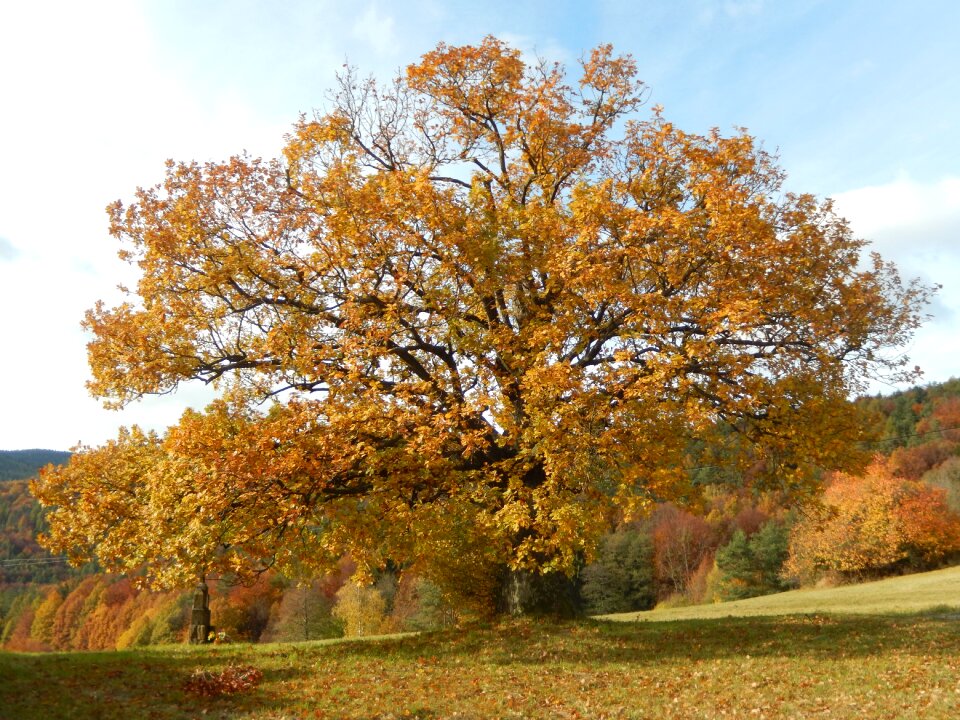 Autumn the crown of the tree deciduous tree