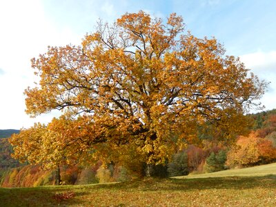 Autumn the crown of the tree deciduous tree