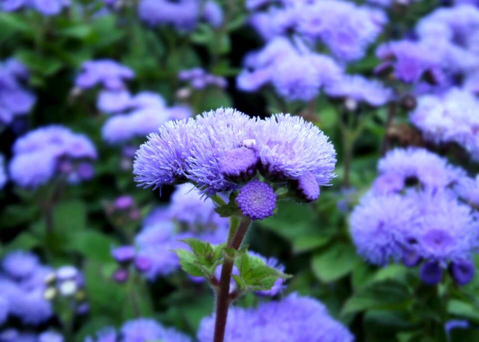 Nature macro flower picture