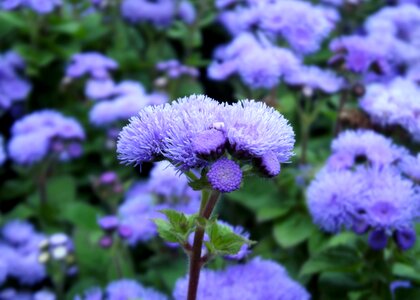 Nature macro flower picture