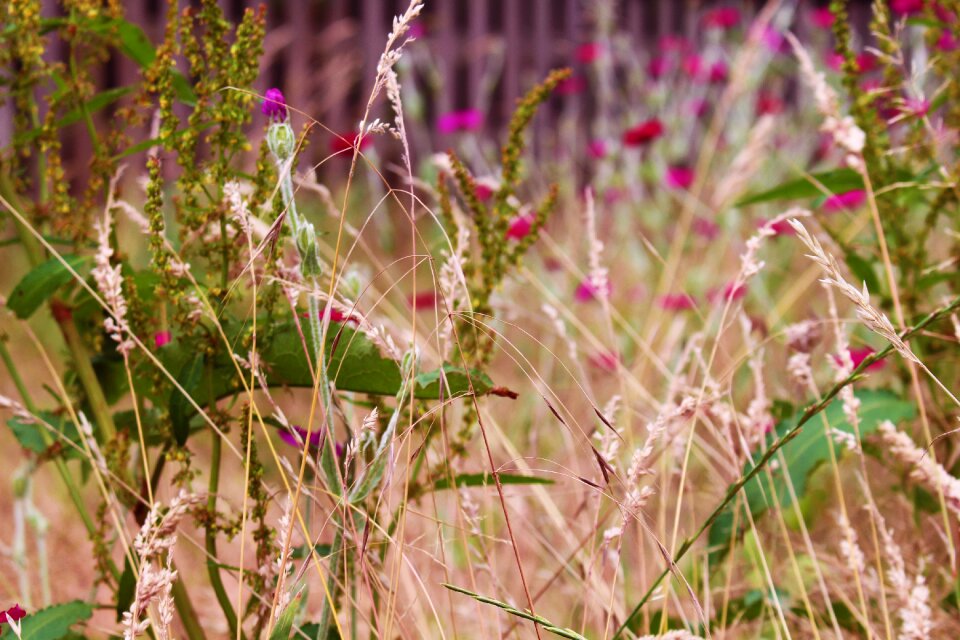 Summer flower flora