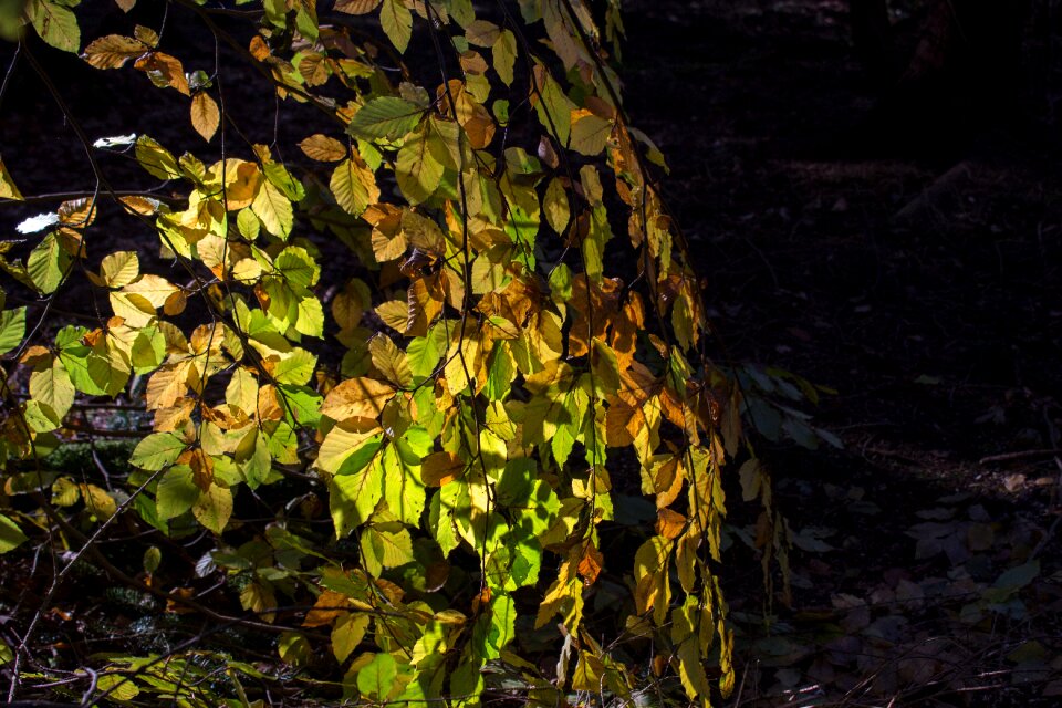 Beech leaves deciduous tree