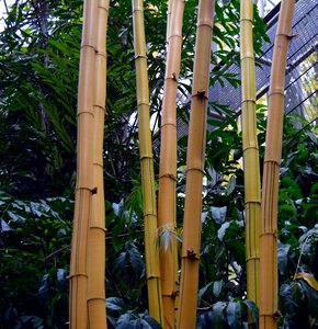 Giant bamboo asia exotic