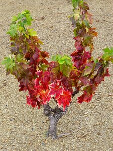 Priorat autumn vine