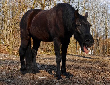 Paddock animal coughing horse