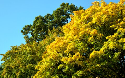 Leaves green yellow photo