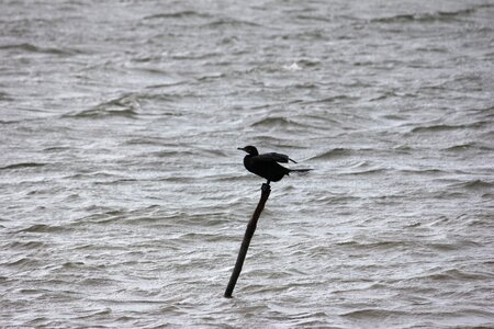 Sea tide water