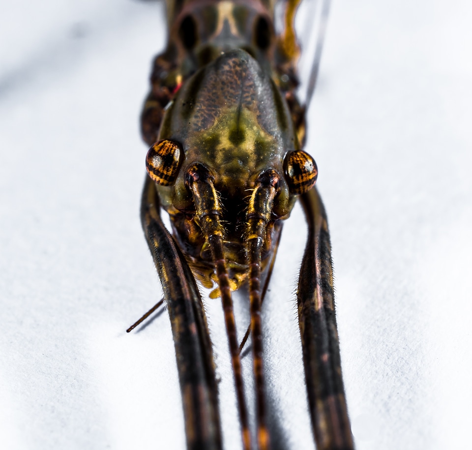 Ghost insect scare close up