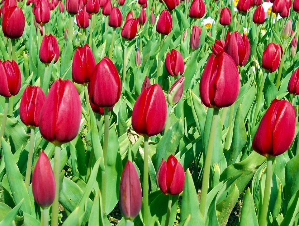 Red landscape nature