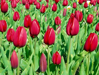 Red landscape nature