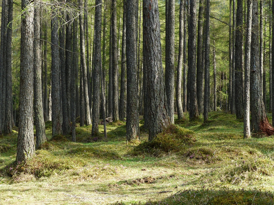 Tree trunks strains fairy tale forest