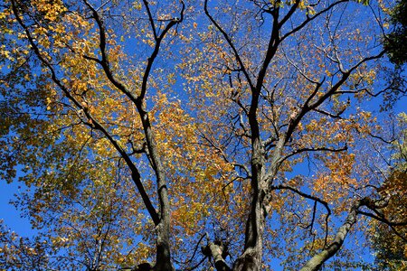 Trees october nature