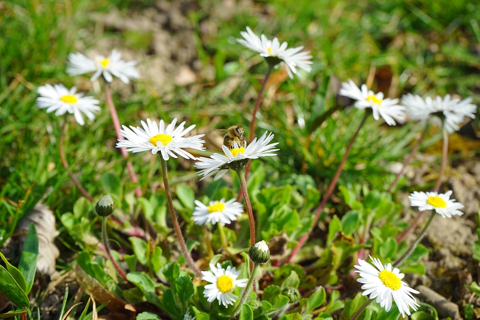 Bloom white bellis philosophy
