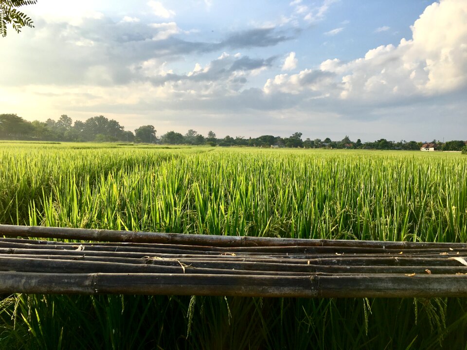 Rice fields field vole