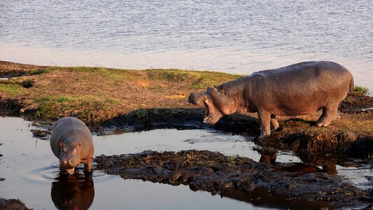 Hopo mother and child wild animal